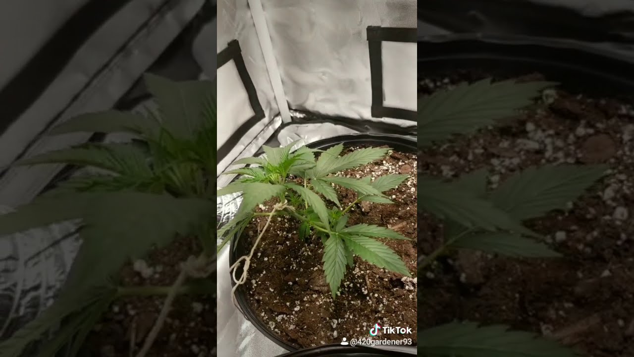Medicinal AK47 - Update 01 - Meet the babies!!