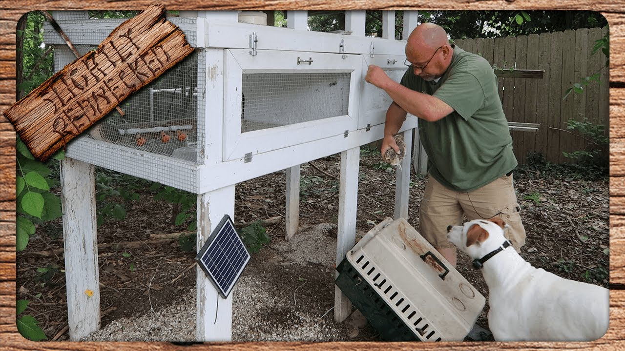 I Need To Process All Of The Quail In This Hutch