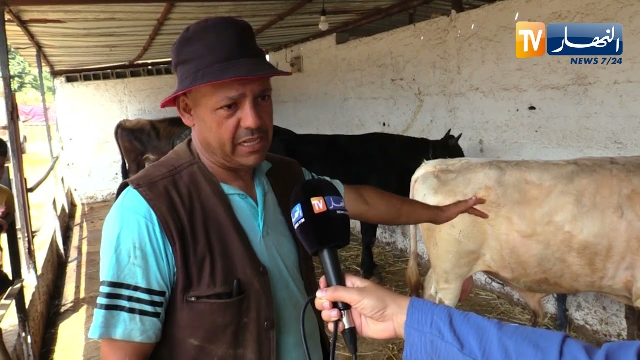 مع إقتراب عيد الاضحى..مواطنون يفضلون المشاركة في شراء العجول