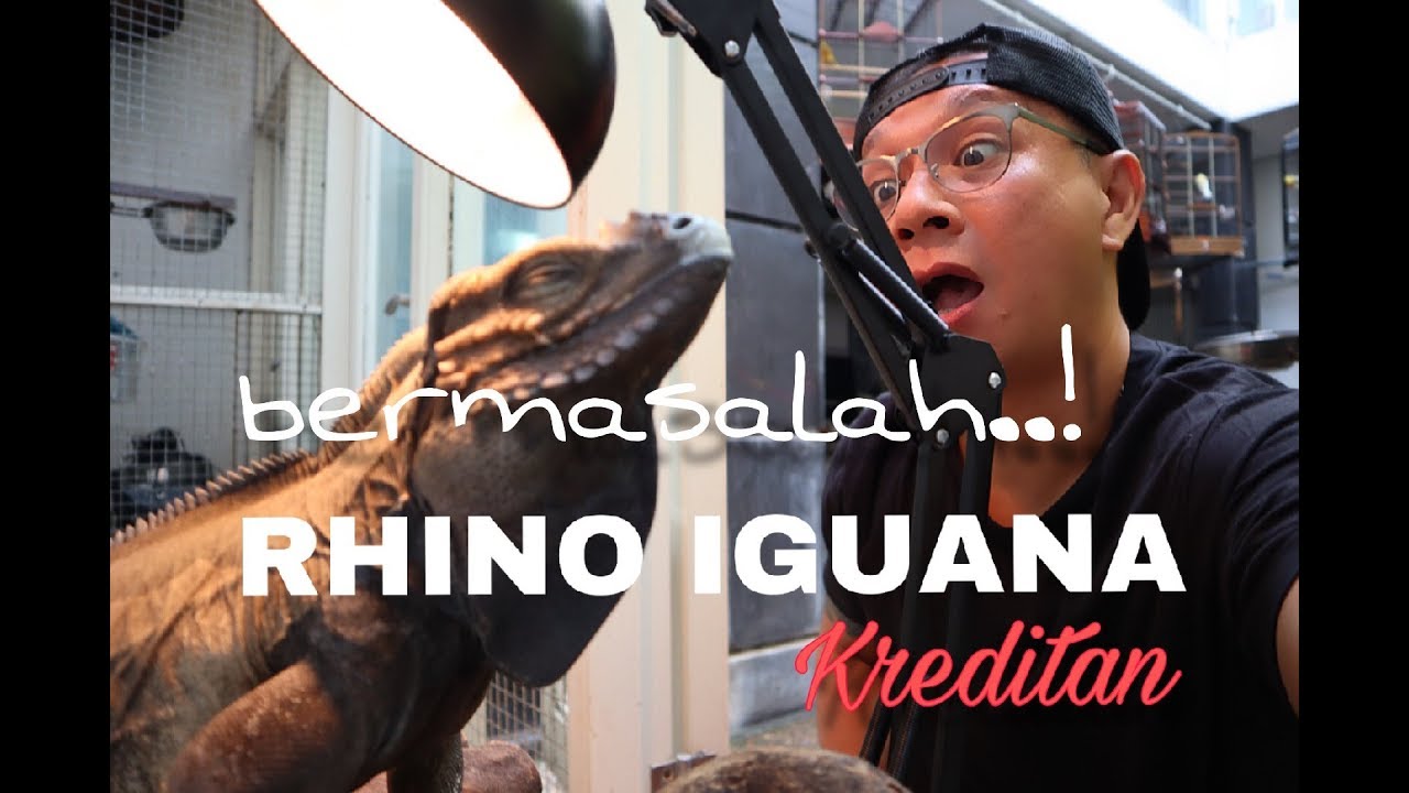 RHINO IGUANA KREDITAN YG BERMASALAH..!
