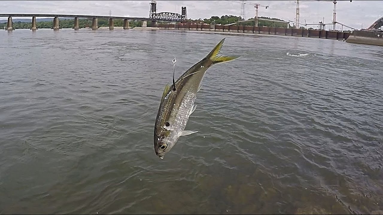 Using LIVE SHAD To Catch Whatever Bites! (Finesse Fishing Below The Dam)