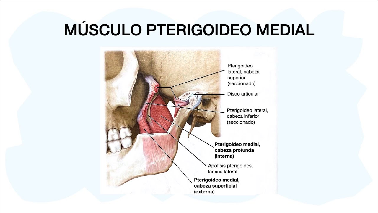 MÚSCULO PTERIGOIDEO MEDIAL-INTERNO ✅ Anatomía