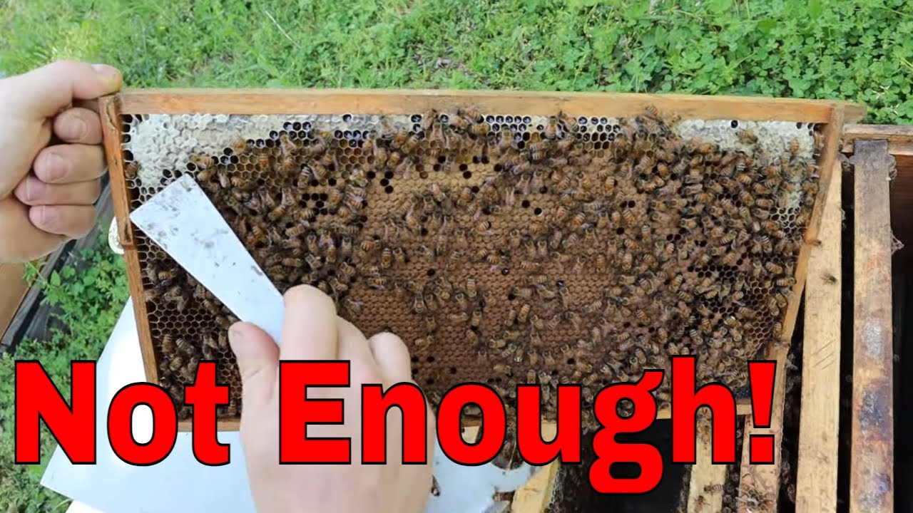 🔵How Much FEED Do Your NEW Bees Need???