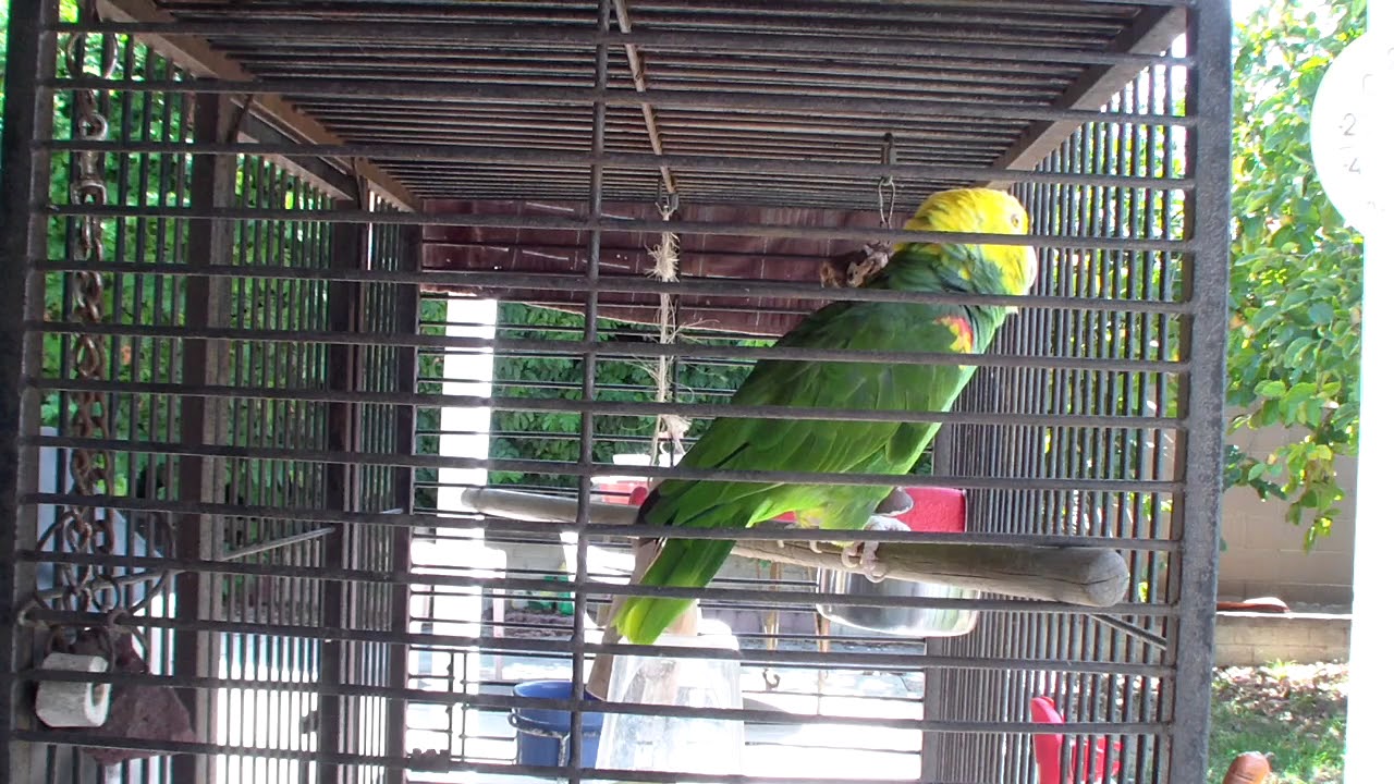 Talking Double Yellow Head Parrot :) Gordy