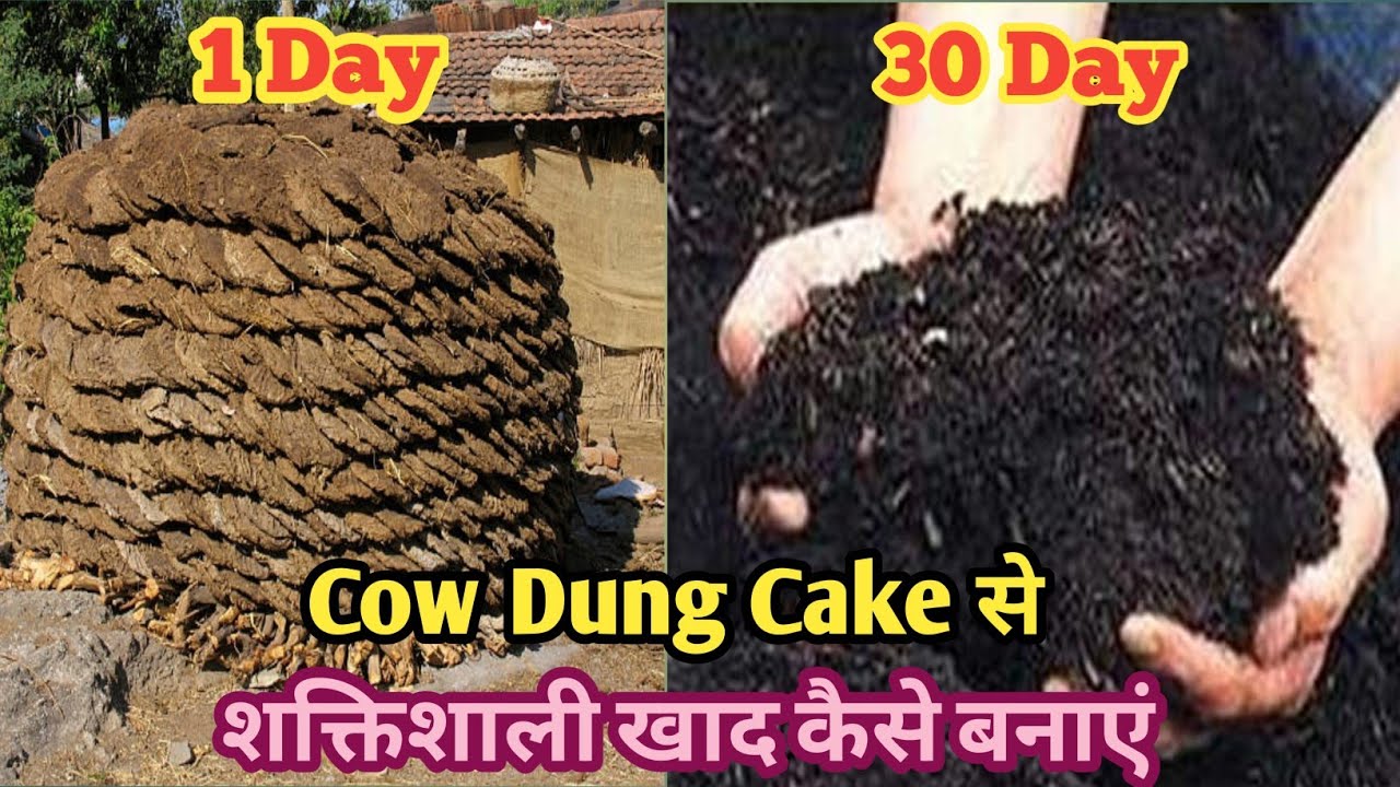 🐂गोबर के कंडो से डी कंपोस्ट कैसे बनाए 30 दिन मेंHow To Make Compost From Cow Dung|My Village Garden