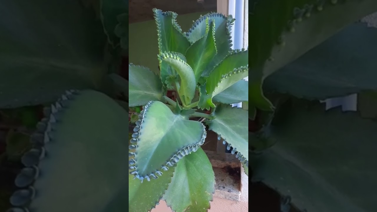 ARANTO !! M&Atilde;E DE MILHARES!! SUCULENTA COM V&Aacute;RIOS BENEF&Iacute;CIOS MEDICINAIS  !!!