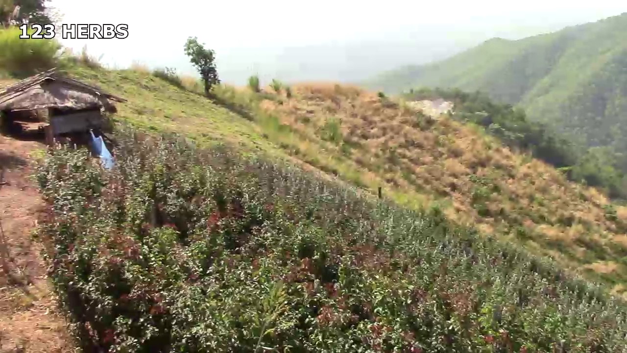 Suab Kab Xia Niam Quaj Kho Siab