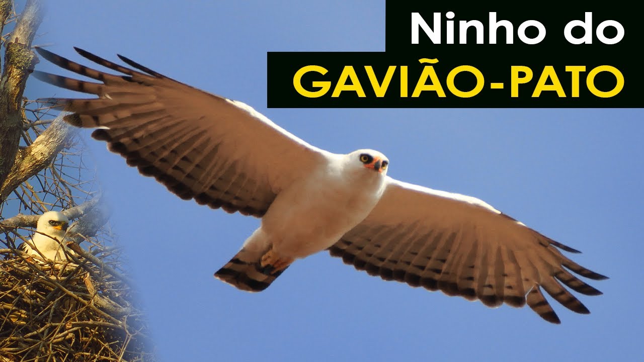 Ninho do GAVIÃO-PATO (Spizaetus melanoleucus) - Águias brasileiras