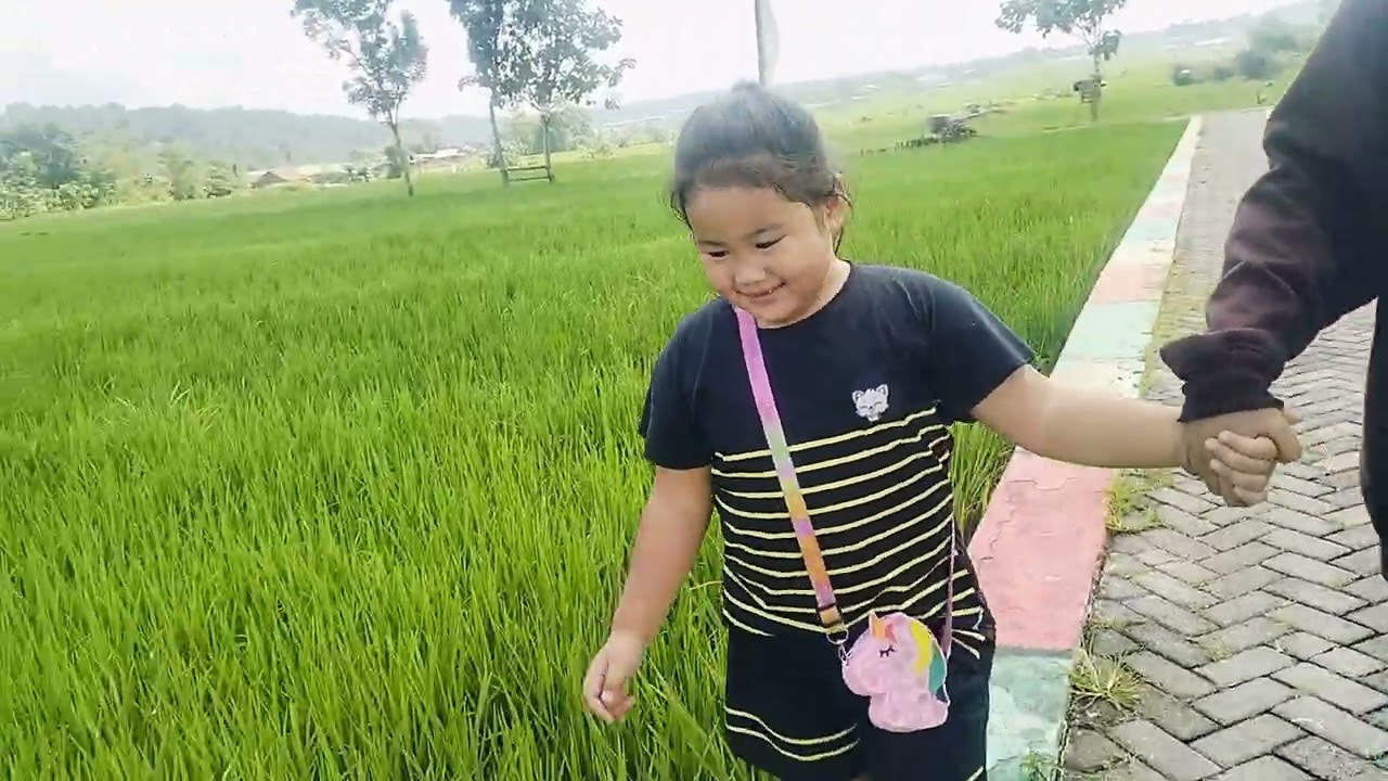 Sawah hijau 
