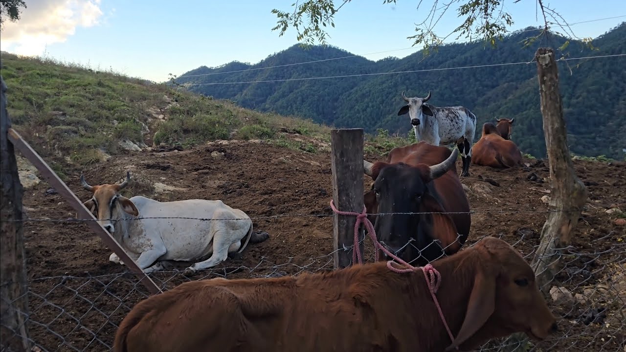 Ganado En Las Montañas Y Su Alimentación | El Salvador Norte 
