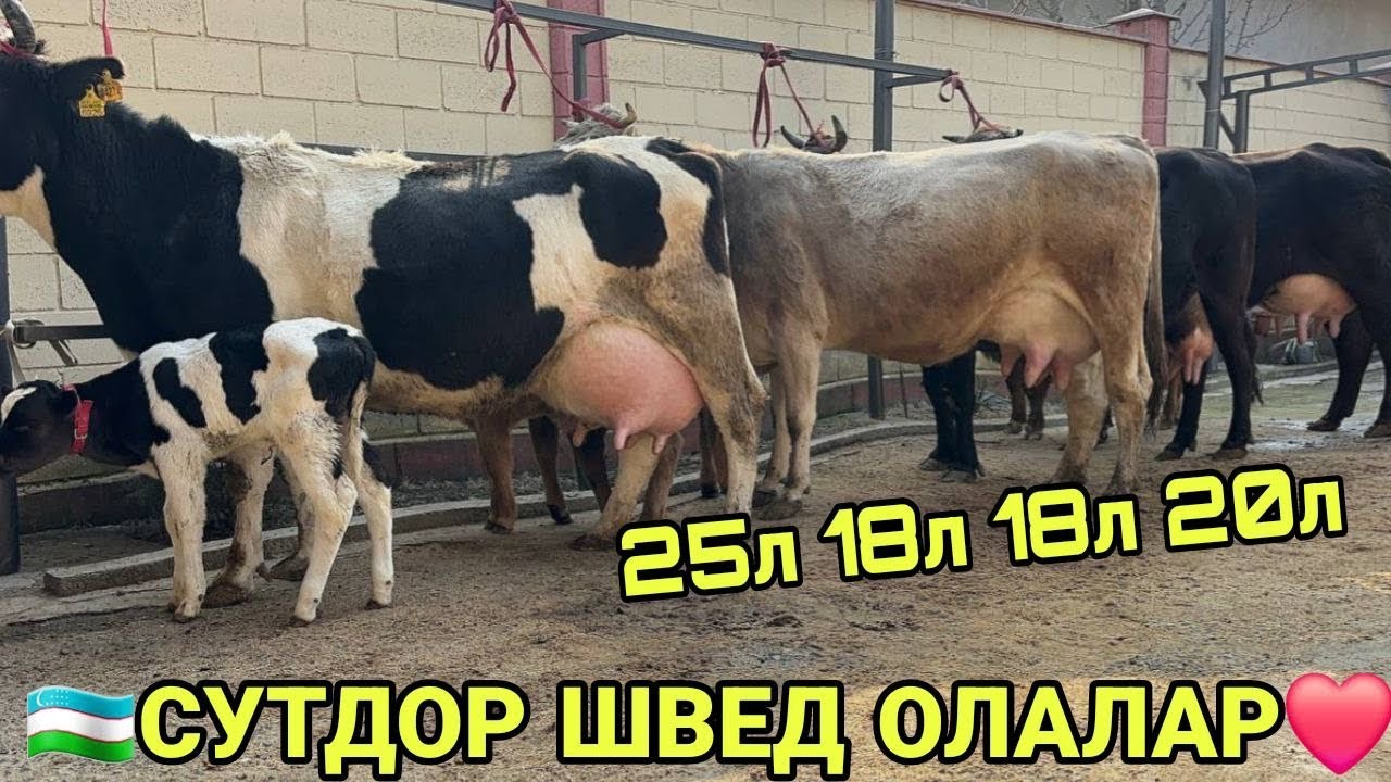 ШЕРМУХАММАДАН КИРГИЗИСТОН ШВЕД РАССИЙИСКАЯ ОЛА СУТДОР СИГИРЛАРИ СОТИЛАДИ НАРХЛАРИ 4 февраля 2026 г