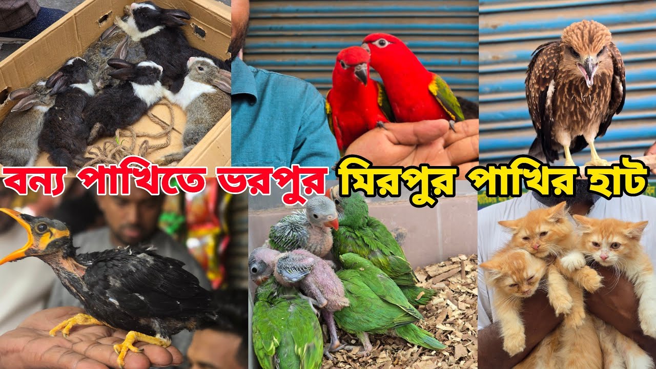 মিরপুর ১ পাখির হাট_টিয়া পাখির বাচ্চা,ময়না পাখি, চিল _Mirpur 1 pakhir Haat 2025_Exotic Pet Market