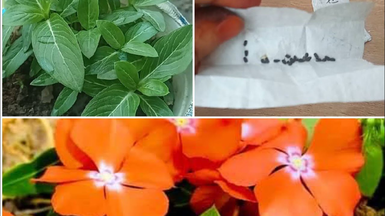 হাইব্রিড নয়নতারা বীজ থেকে চারা করার পুরো প্রসেসটা  ১০০% সফলতা||Hybrid Vinca Seeding Process 100%