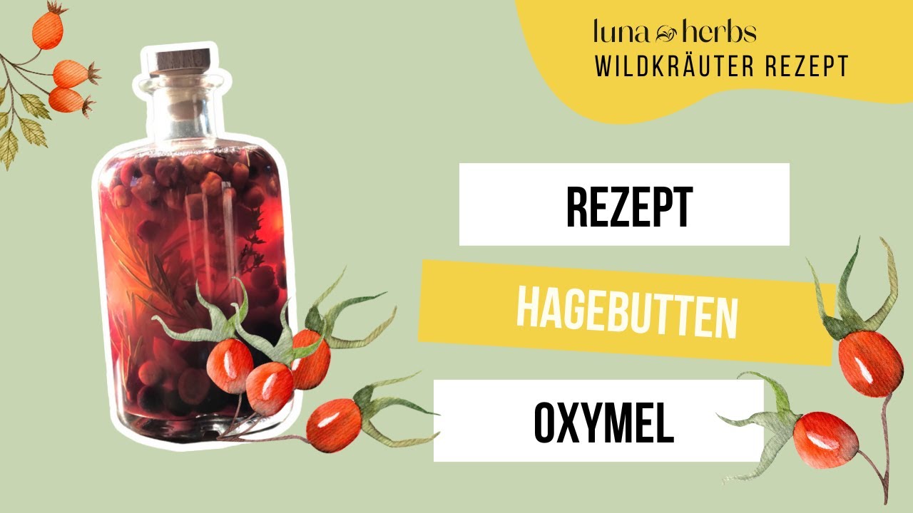 Rezept für ein Hagebutten Oxymel