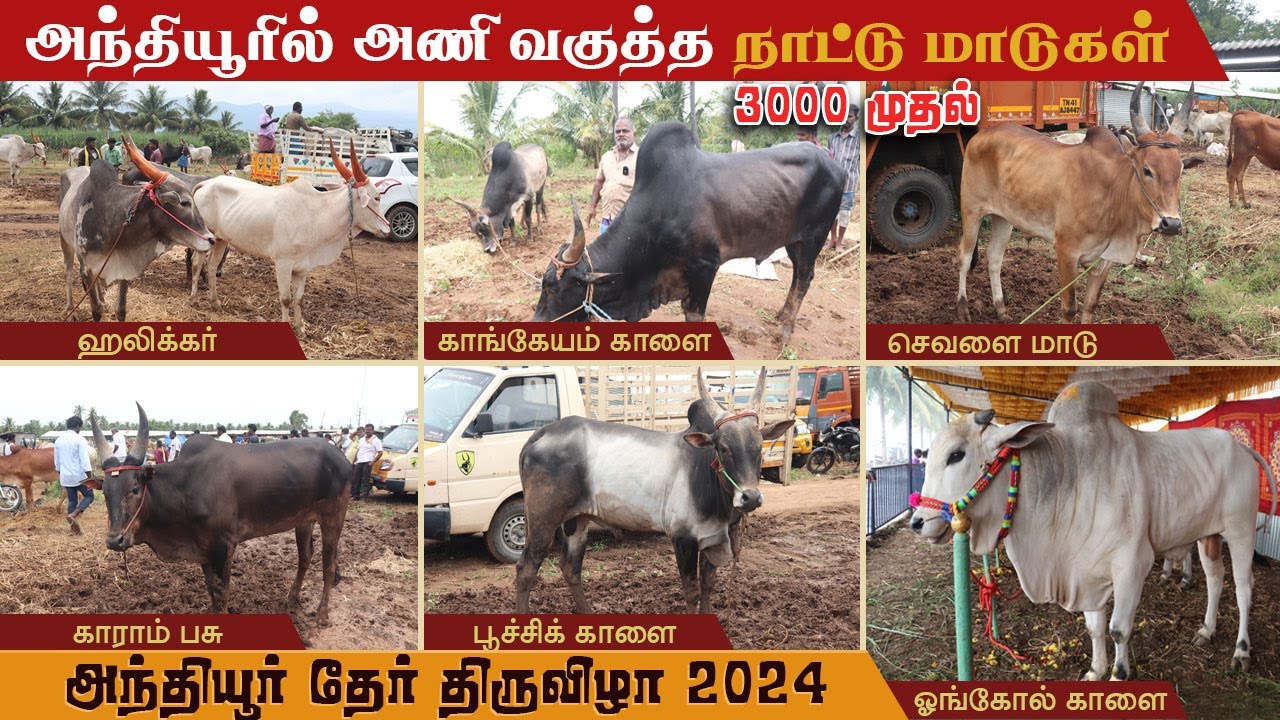 அந்தியூரில் அணிவகுத்த  நாட்டு மாடுகள் | 3000 முதல்  | அந்தியூர் நாட்டு மாட்டு சந்தை #அந்தியூர்சந்தை