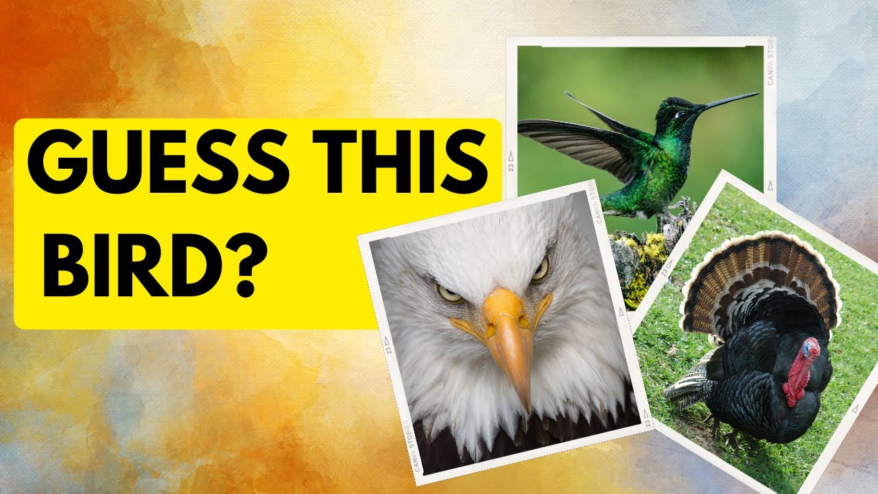 Guess The Birds | Can You Guess the Bird Name in 3 Seconds | Birds Quiz