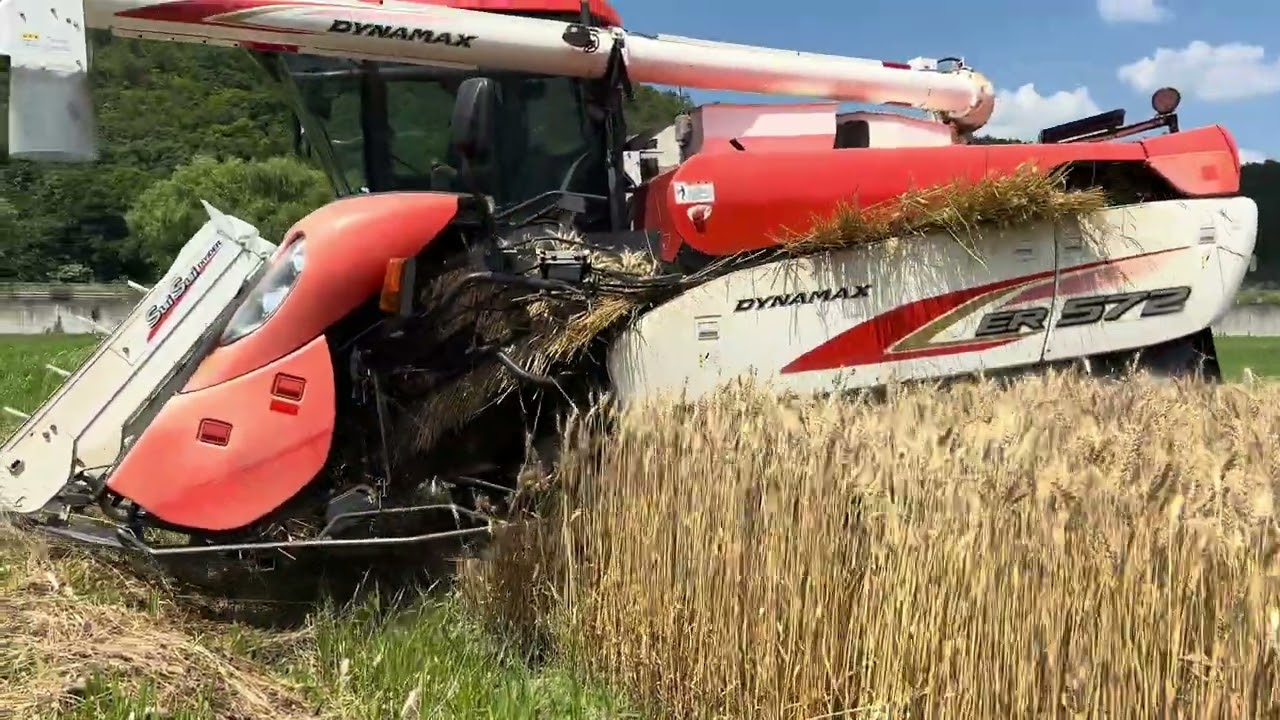 Kubota combine harvester ER572 クボタの5条72馬力コンバインで刈り取りSTAR🏃‍♂️