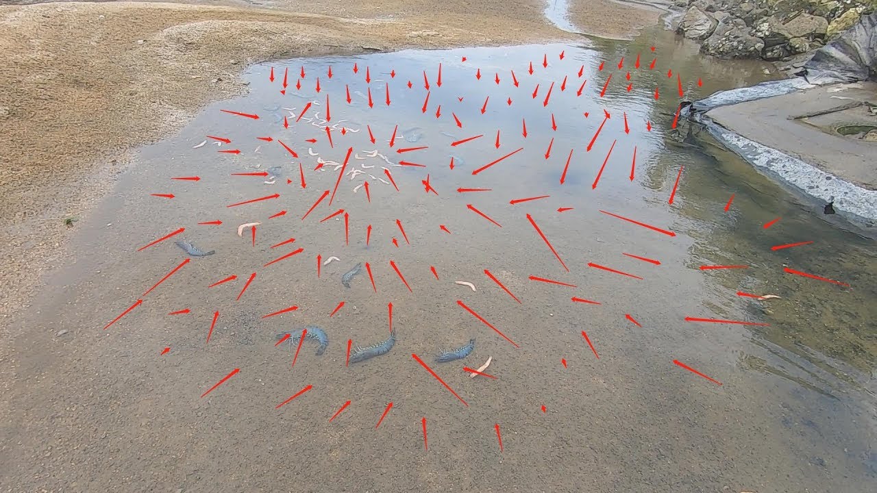 养殖场清完塘排出满地大虾，阿文赶海疯狂捡漏，直呼今天发财了