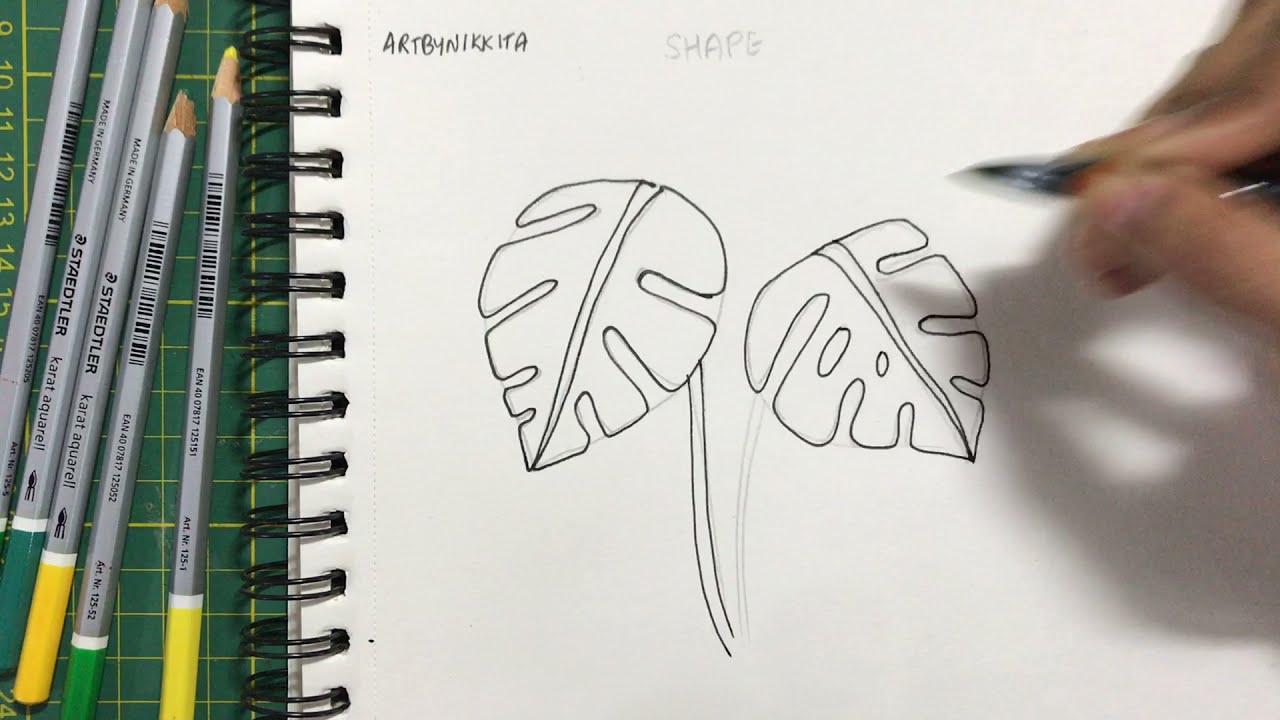 Draw and colour Monstera leaves with colour pencils