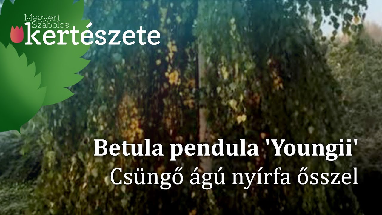 Betula pendula 'Youngii' - Csüngő ágú nyírfa/Szomorú nyír