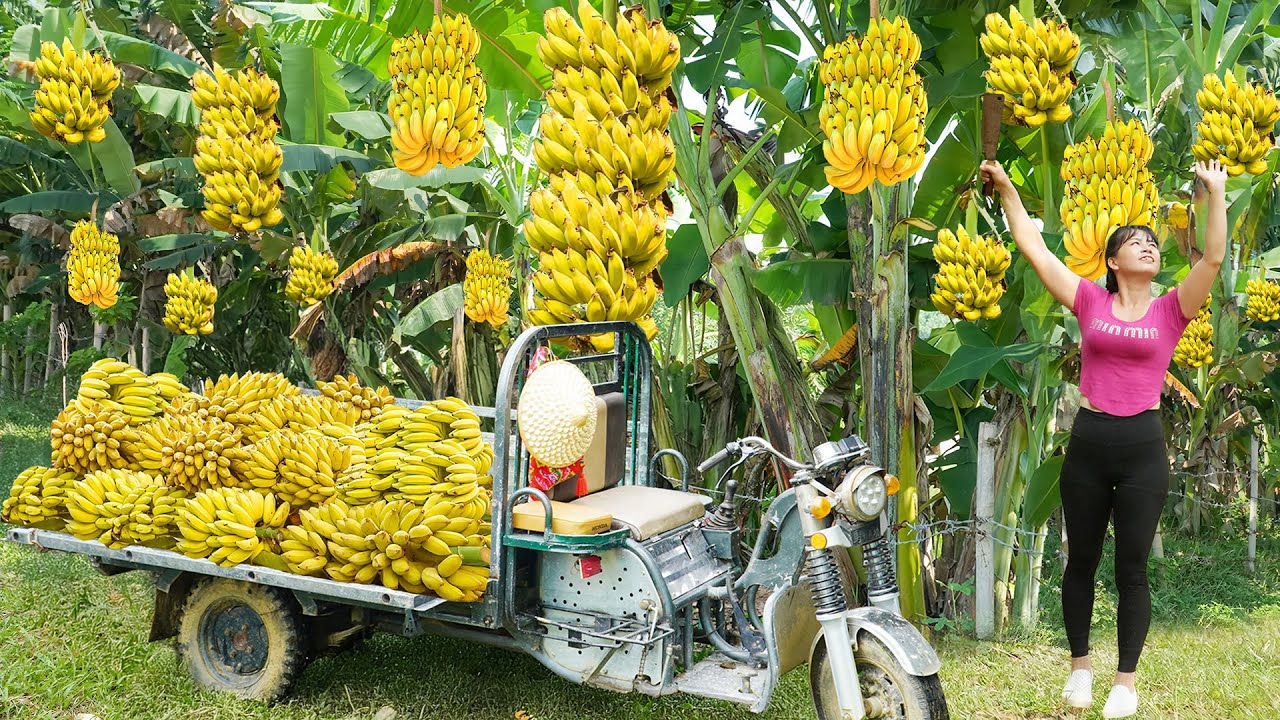 Use 3-Wheeled Truck Harvesting Many Big Bunches of Bananas Goes To Market Sell - Farm Life