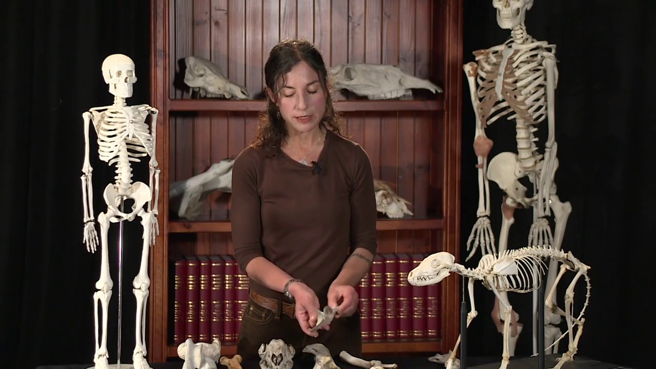 ARPA309 Zooarchaeology   Identifying Bones