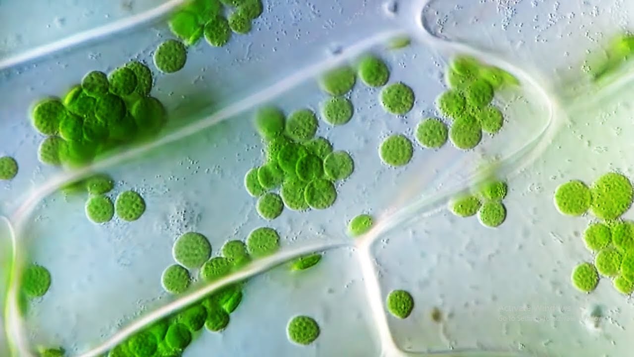 Cyclosis | Cytoplasmic Streaming in Plant Cells