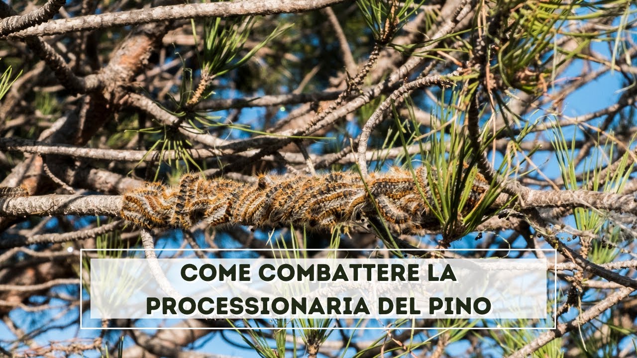 Come eliminare la processionaria del pino