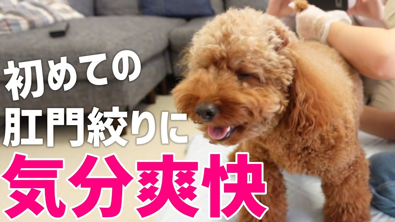 【絶頂】お尻を気にするので肛門絞りを初めてやってみたら気持ち良さそうでした♪