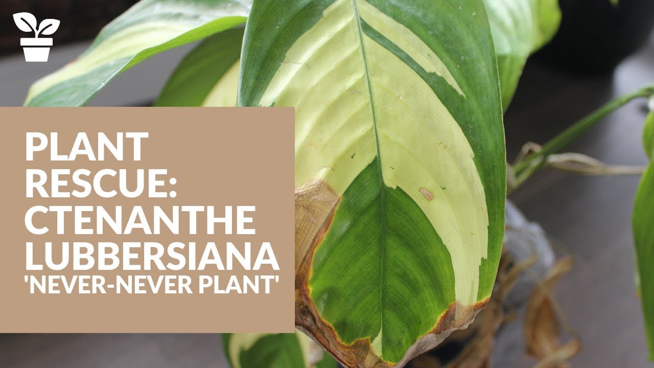 Спасение растений: Ктенанта «Never Never Plant»
