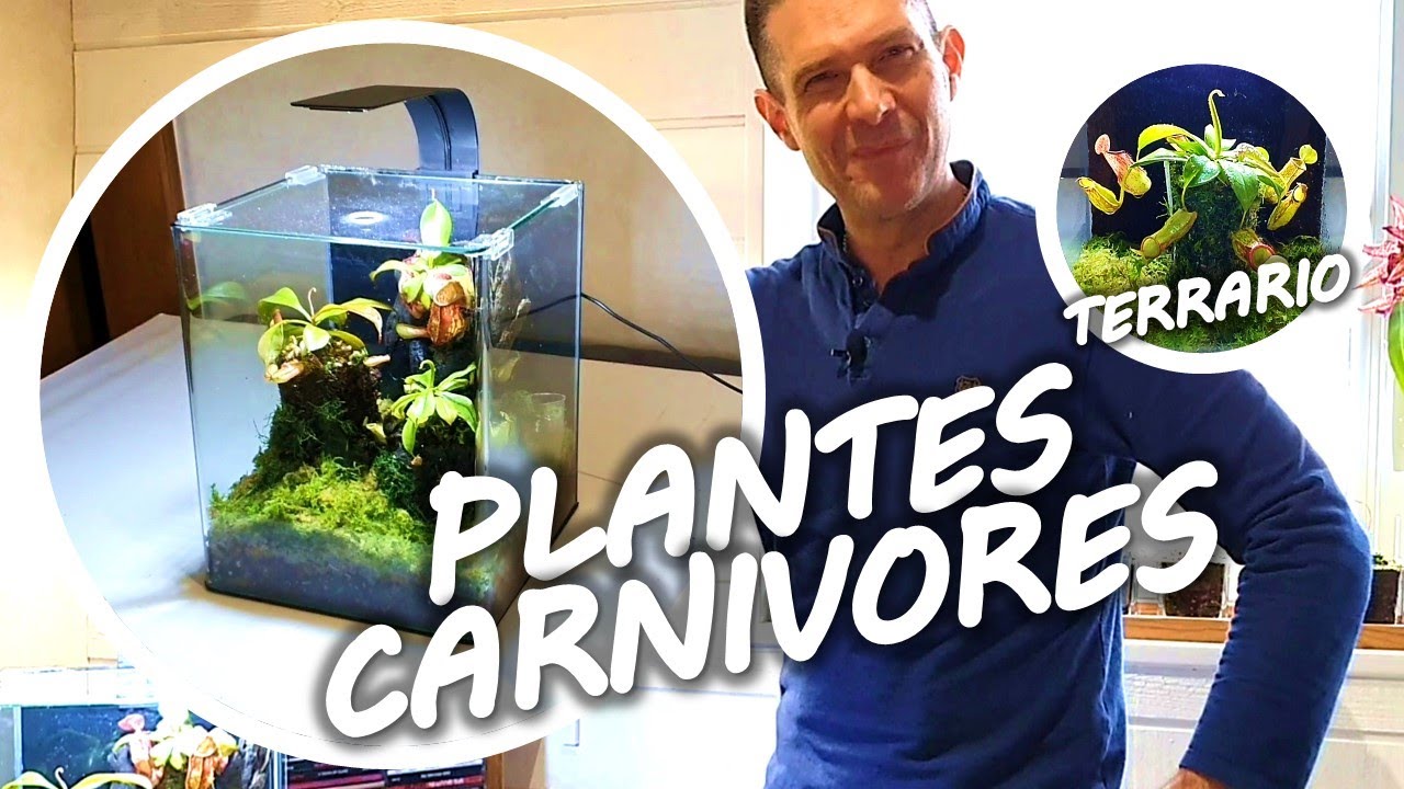 TUTO NEPENTHES