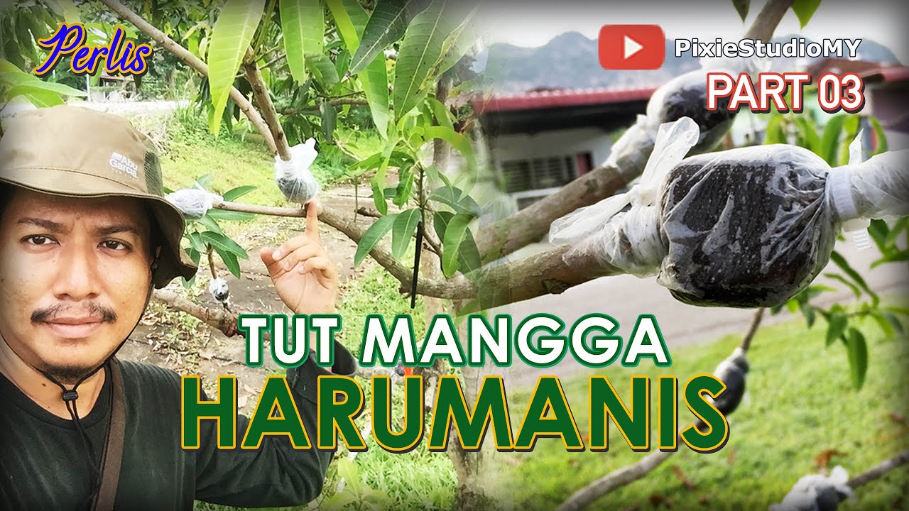 Cara mudah tut pokok mangga harumanis Perlis | Air Layering Mango Tree
