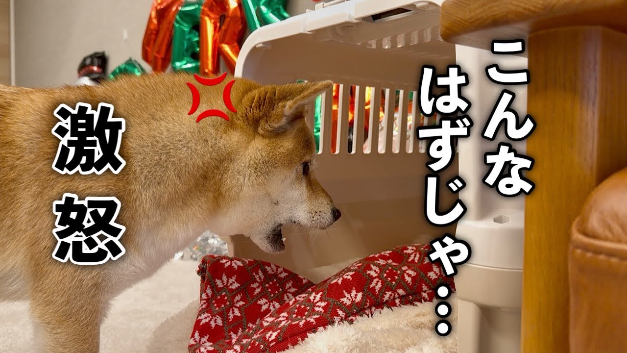 【激怒】喜ばせようプレゼントを用意したはすがブチギレする柴犬