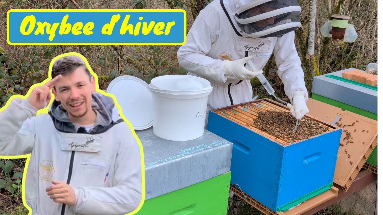 TRAITEMENT BIO D’HIVER des abeilles – On ouvre les ruches à 6 °C et on découvre d’énormes colonies !