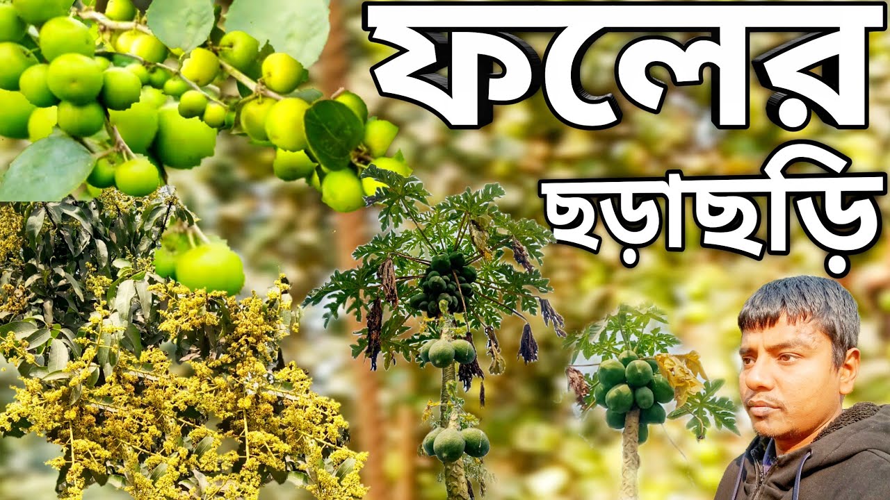 অনেক বড়ই গাছে। ফলের ছড়াছড়ি | পাশে আম গাছে মুকুল ও পেঁপে ধরেছে |Village Garden 
