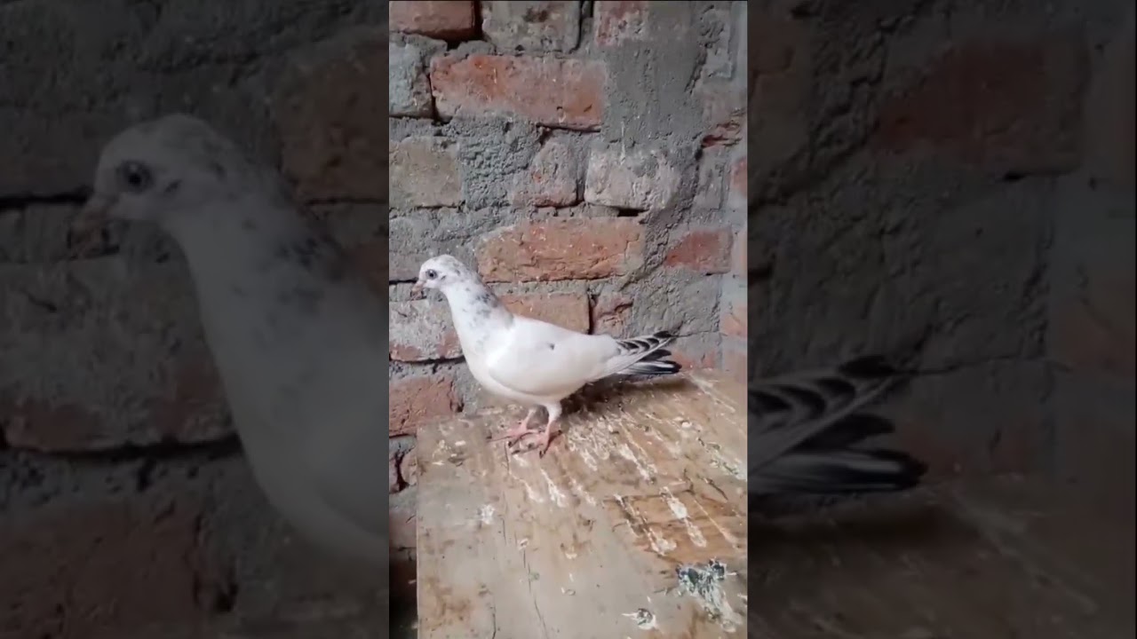 🕊 #pigeon #pigeonviral