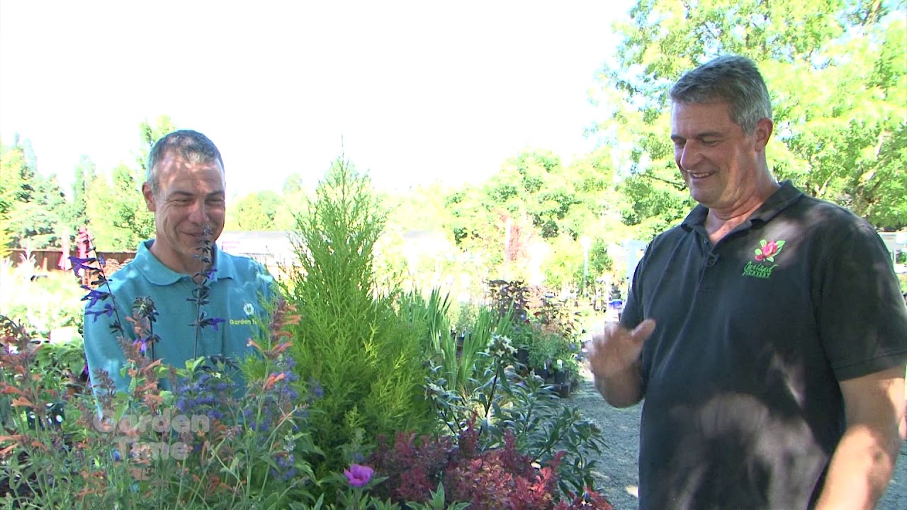 Deer Resistant Plants