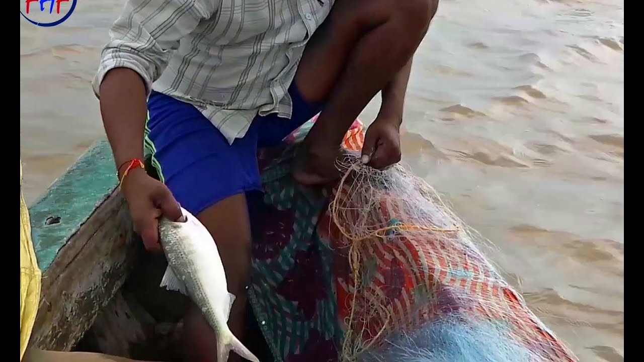 Hilsa Fish Hunt 