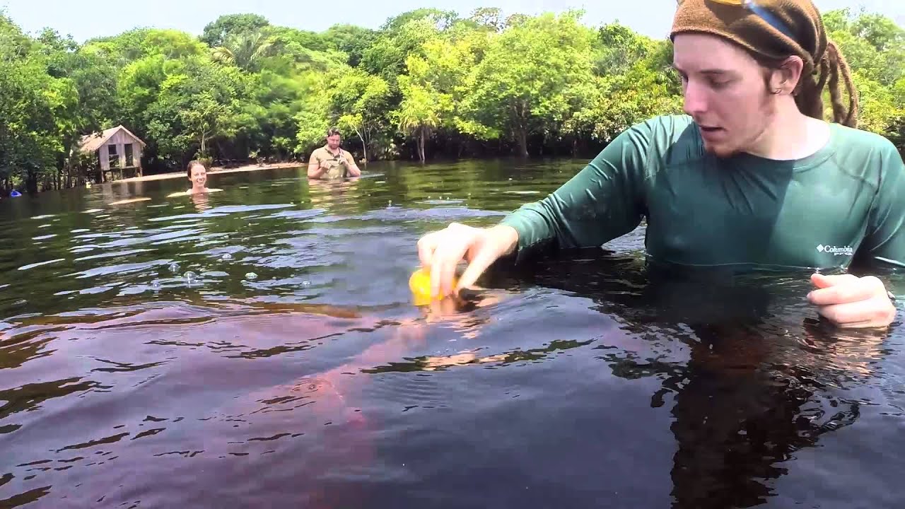 Mit Delfinen im Amazonas schwimmen! | unge
