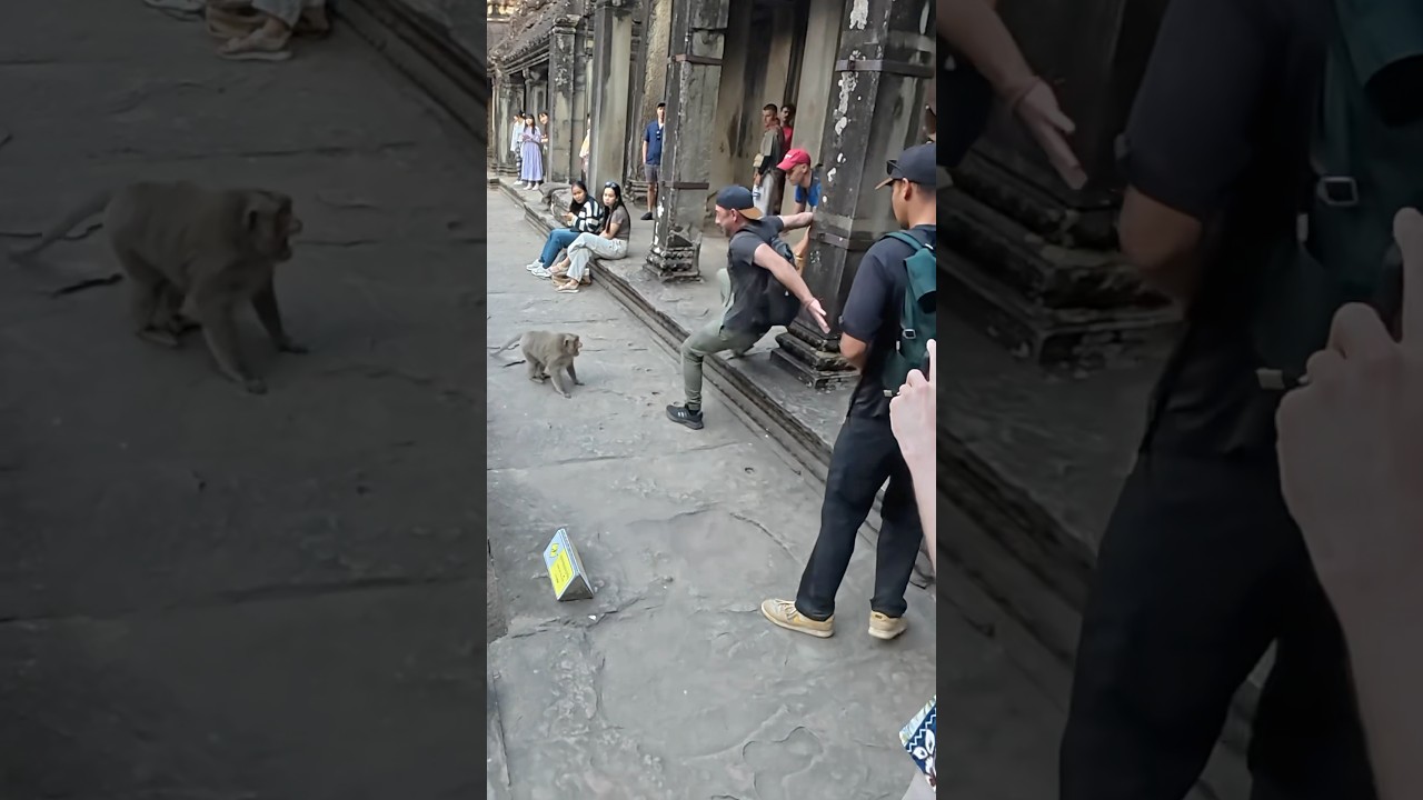 Monkey Attack In Angkor Wat 🇰🇭