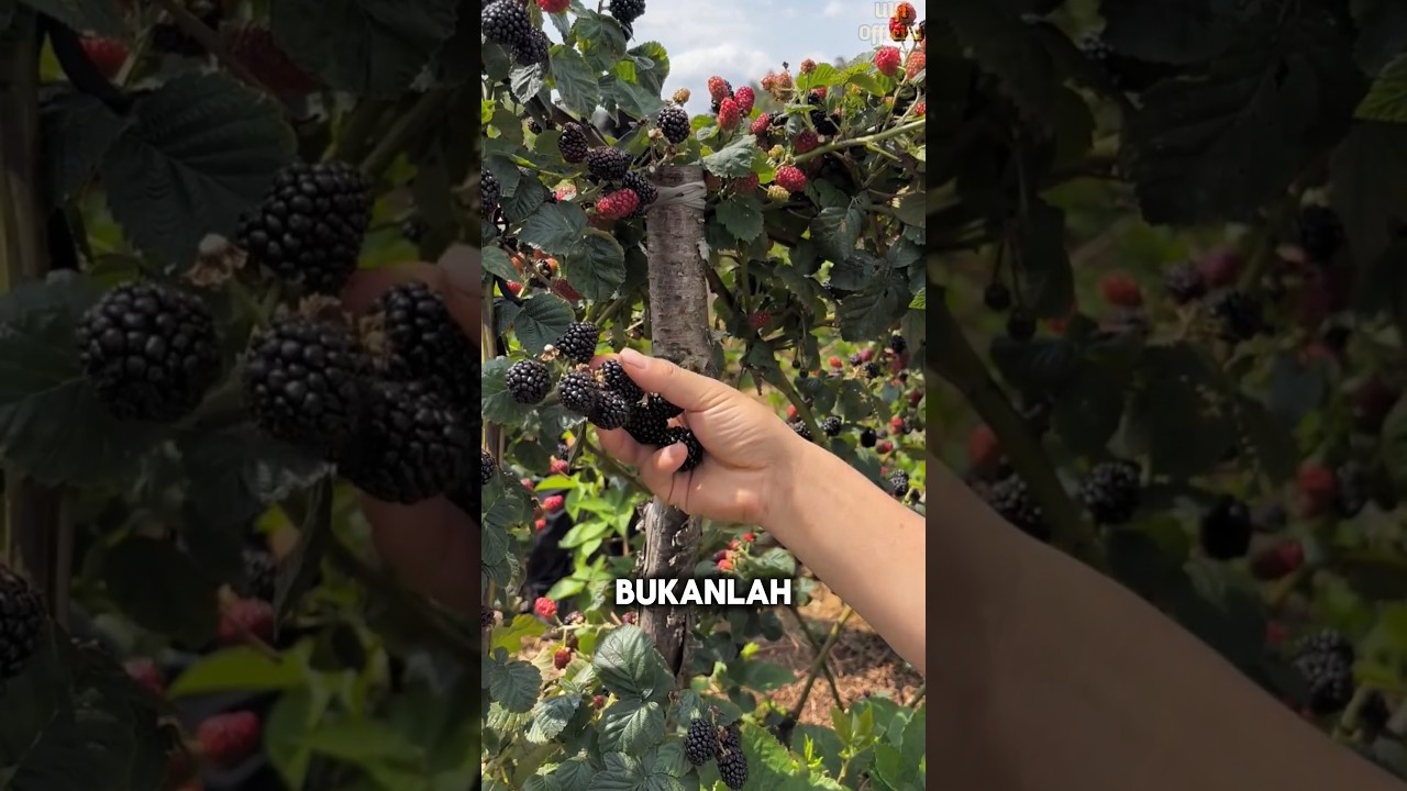 Mengapa Raspberry Hitam Belum Populer di Indonesia #shorts