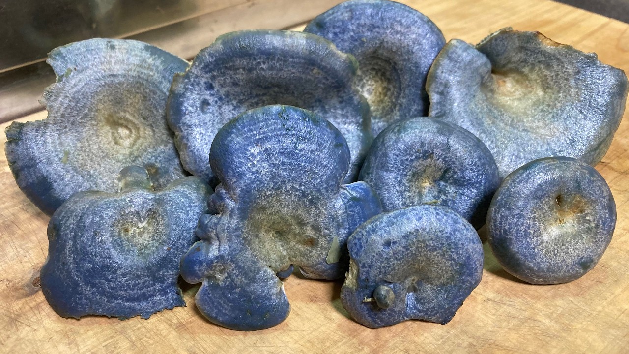 【青いきのこ狩り】ハツタケないなら青いハツタケでいいじゃない【瑠璃初茸・ルリハツタケ・レア菌】