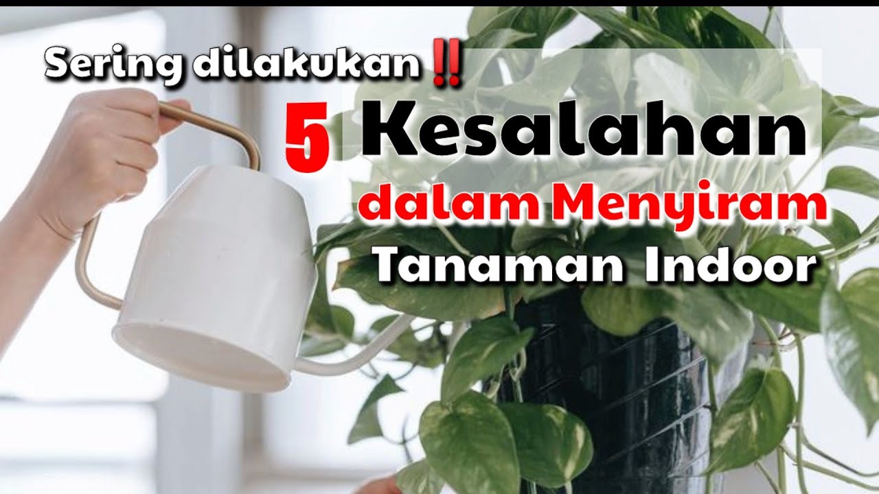 5 Kesalahan Dalam Menyiram Tanaman Indoor yang Harus Dihindari‼️