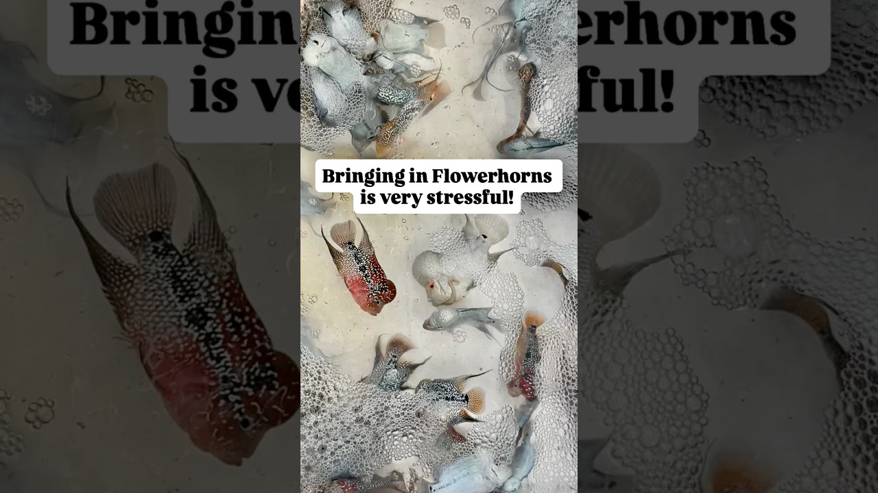 Bringing in lots of Flowerhorn Cichlids can be so stressful! #flowerhorn #srd #thaisilk #microbelift