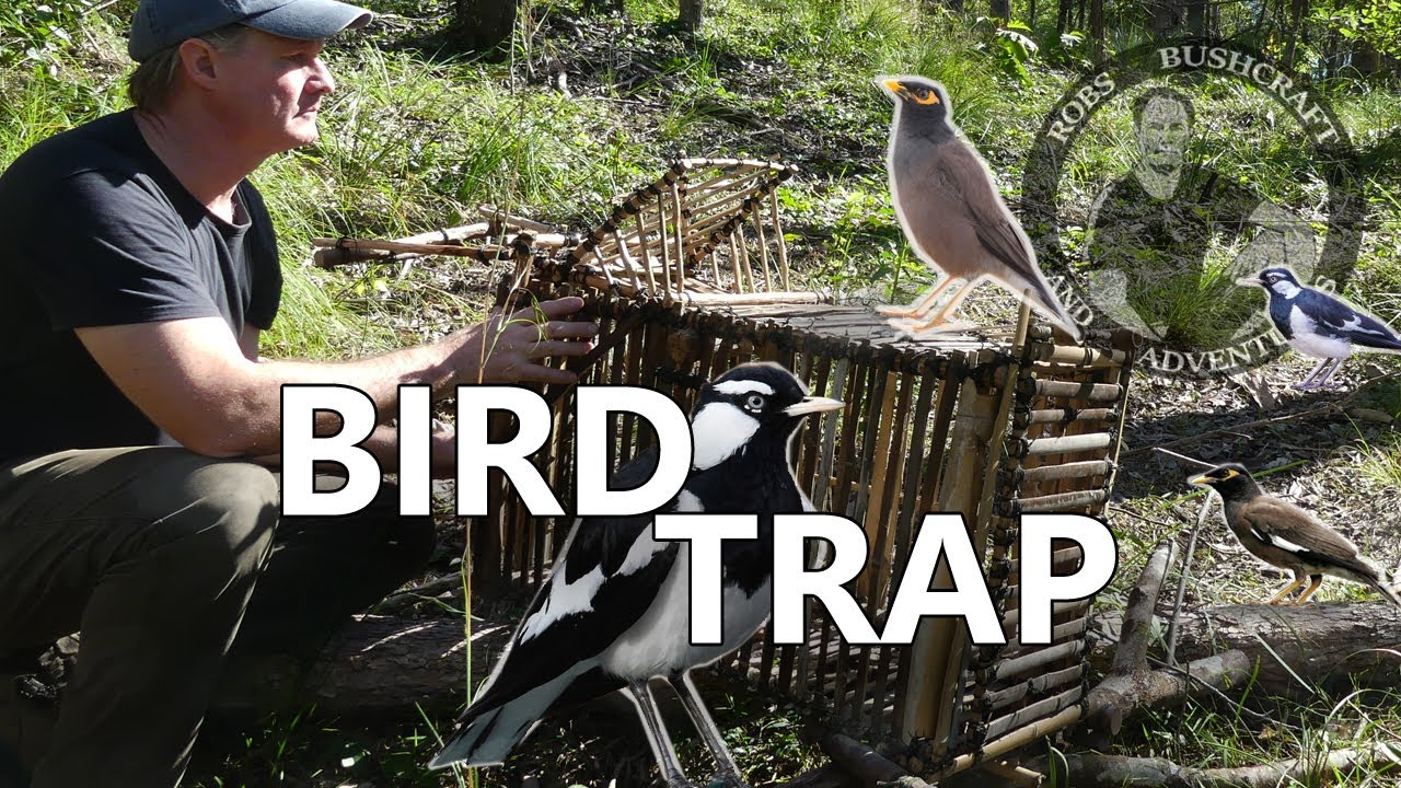 Bushcraft Cage Trap Build Part 2 🔸 Top Door Auto Resetting Bird Trap