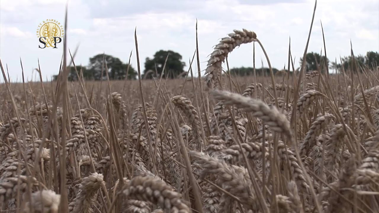 Our Crops Feed You from Strutt and Parker Farms
