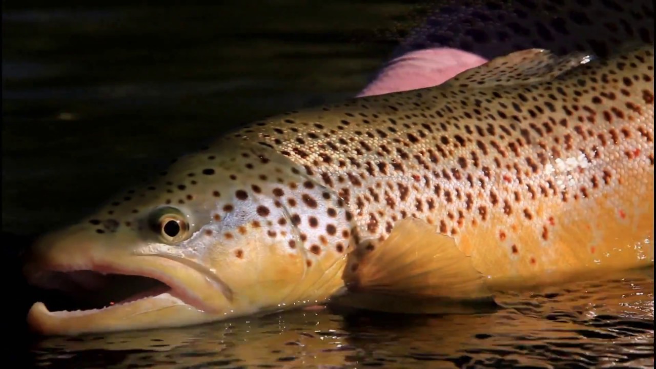 ORVIS - Dry Fly Tactics - Fishing Terrestrials