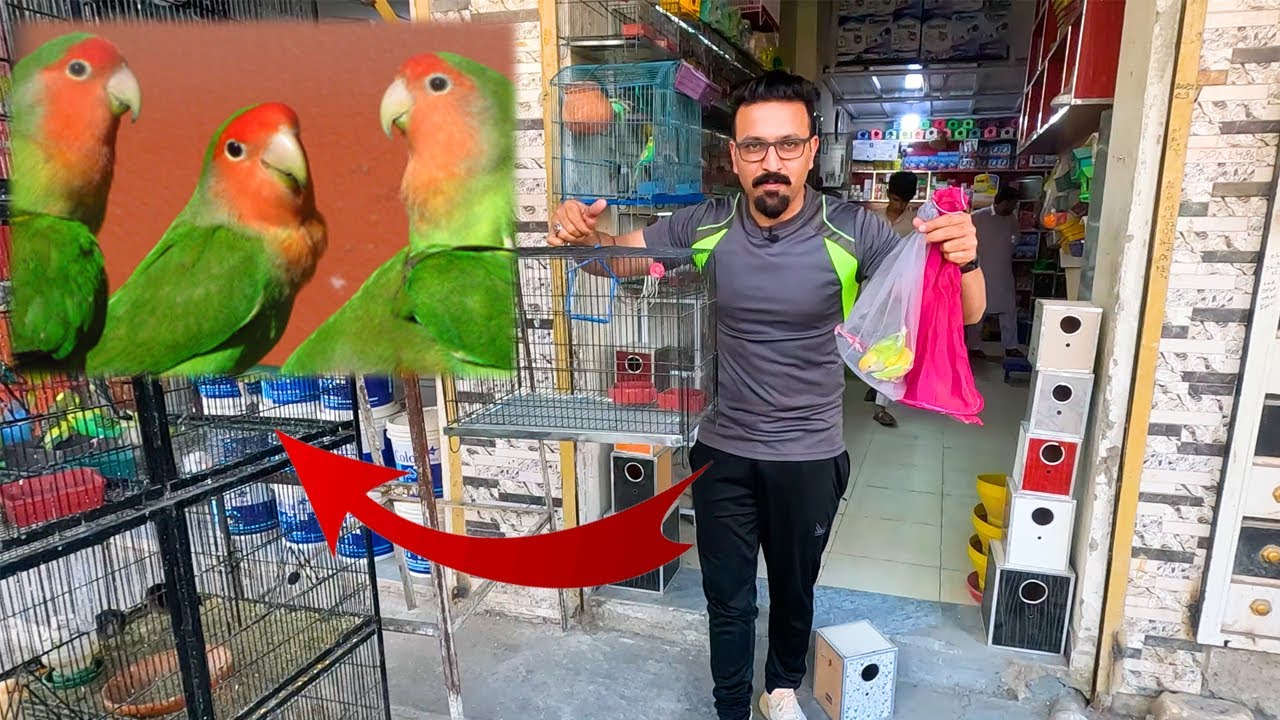 Rosicoli Love Bird Le Aye Market Se 😍 Zahid Birds and Pets vlogs