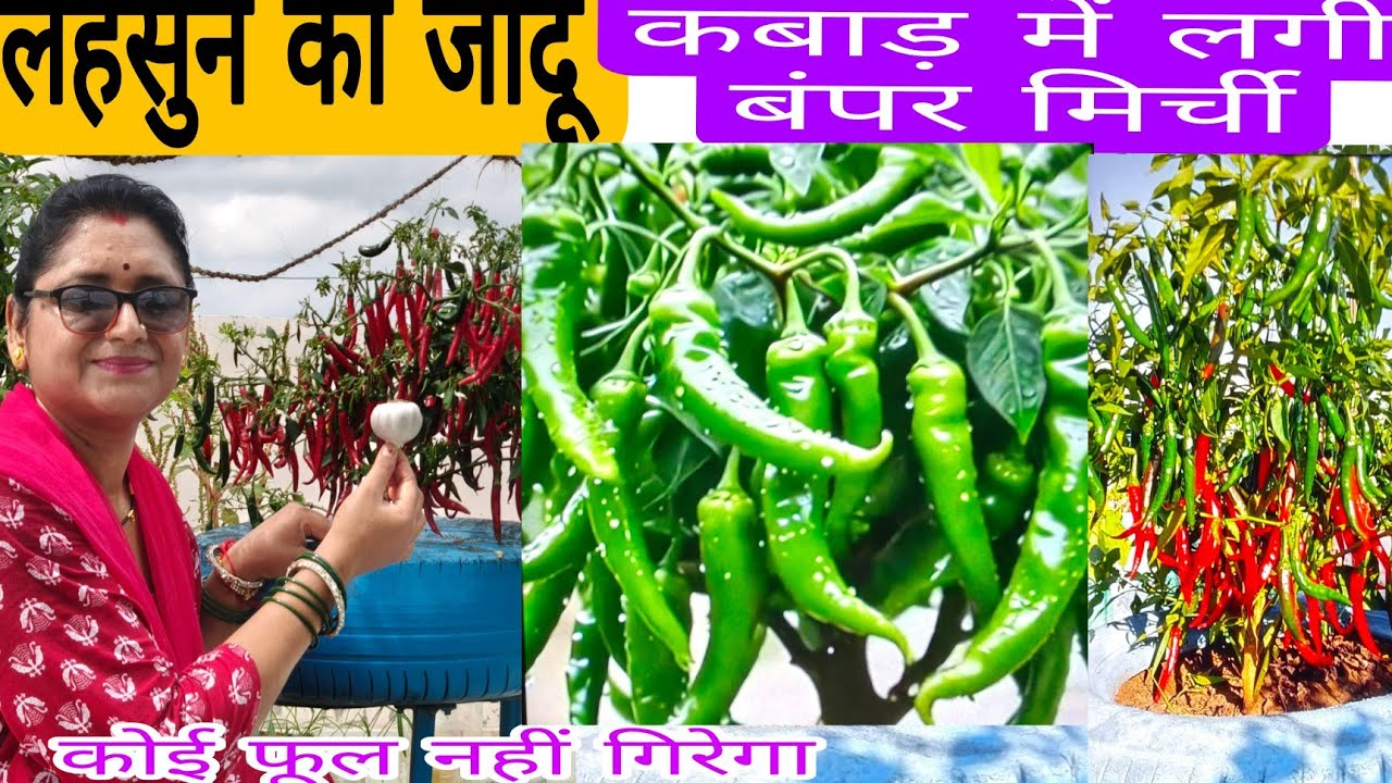 लहसुन का जादू / 2 दिन में मरोडिया leave karl virus, और कीड़ों की छुट्टी,सैकड़ो मिर्ची, जैविक 