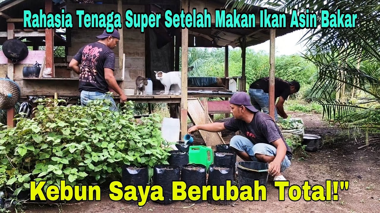 Ikan Asin Bakar yang Bikin Gak Sabar - Langsung Tancap Gas Bikin Taman Impian!